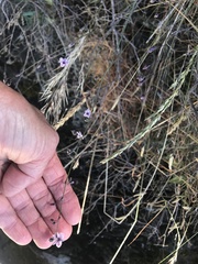 Arthropodium pendulum
