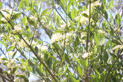 Psydrax odorata buxifolia