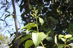 Psydrax lamprophylla