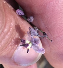 Arthropodium pendulum