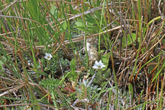 Gentiana fremontii