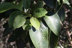 Psydrax lamprophylla