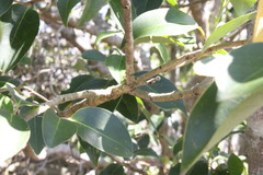 Psydrax lamprophylla