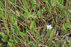 Gentiana fremontii