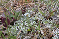 Gentiana fremontii