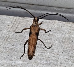 Uracanthus cryptophagus