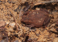 Ingerophrynus quadriporcatus