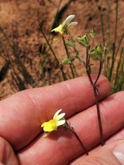 Nemesia anisocarpa
