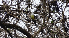 Tyrannus niveigularis