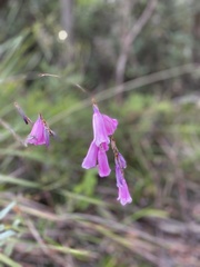 Dierama pulcherrimum