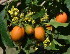 Bunchosia glandulifera