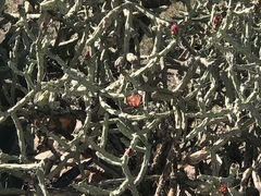 Cylindropuntia × vivipara