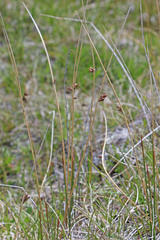 Juncus balticus ater
