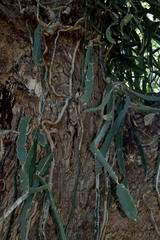 Selenicereus costaricensis