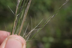 Aristida calycina