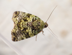 Blenina
