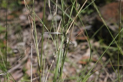 Aristida calycina