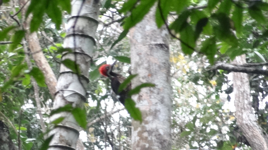 Guayaquil Woodpecker