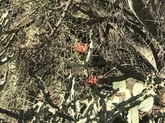 Cylindropuntia × vivipara