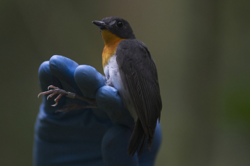 Orange-breasted Forest Robin (Stiphrornis erythrothorax), photo 4