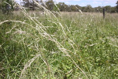 Austrostipa aristiglumis