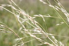 Austrostipa aristiglumis