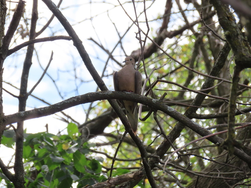 Mourning Dove photographed in Wisconsin