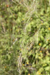Austrostipa verticillata