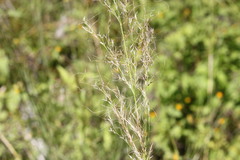 Austrostipa verticillata