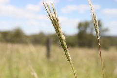 Bothriochloa biloba