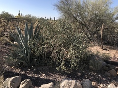 Cylindropuntia × vivipara