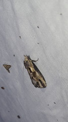 Pentobesa apostatica