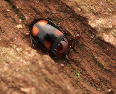 Pseudindalmus depressus