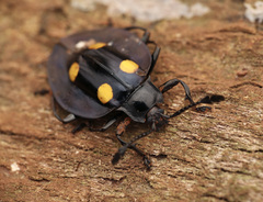 Eumorphus marginatus