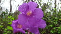Fridericia candicans