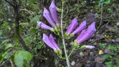 Fridericia candicans