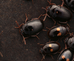 Ischnodactylus diversicornis