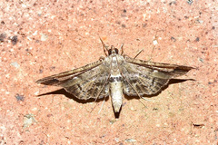 Merodictya marmorata
