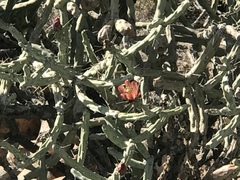 Cylindropuntia × vivipara
