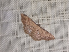 Cyclophora coecaria