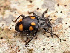 Gerstaeckerus trisignatus