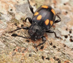 Gerstaeckerus trisignatus