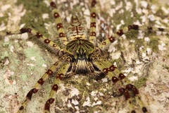 Heteropodinae