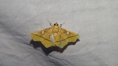Midila guianensis