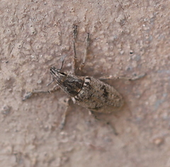 Asproparthenis punctiventris