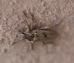 Asproparthenis punctiventris