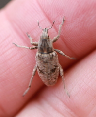 Asproparthenis punctiventris