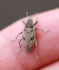 Asproparthenis punctiventris