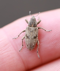 Asproparthenis punctiventris