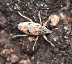 Asproparthenis punctiventris